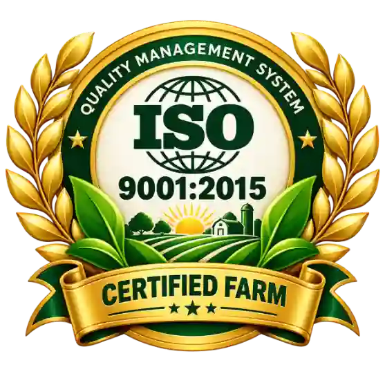GMS ISO certification achievement